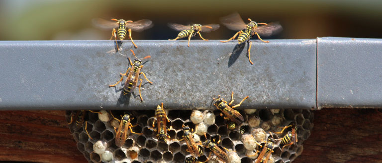 Dealing With Wasp, Hornet, and Bee Infestations at Your Facility