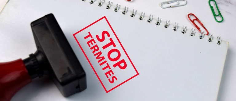 Why Facility Managers Should Be Worrying About Termites In 2022